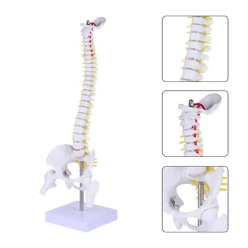 Модел анатомия на гръбначния стълб, Анатомични модели на гръбначния стълб на човека, Тренировка на лумбалните прешлени, демонстрация на мануална терапия на тялото.