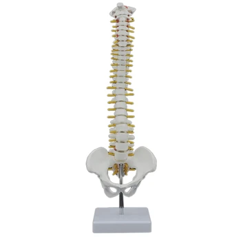 45 см от гръбначния Стълб на човека С модела на таза Анатомическая Модел на гръбначния стълб на човека Модел на гръбначния стълб + Гъвкава поставка