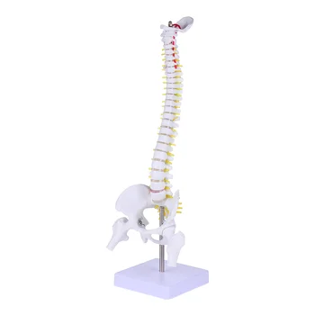 Модел Анатомия На Гръбначния Стълб Анатомични Модели На Гръбначния Стълб На Човека Тренировка На Лумбалните Прешлени Демонстрация На Практики За Акупресура На Тялото