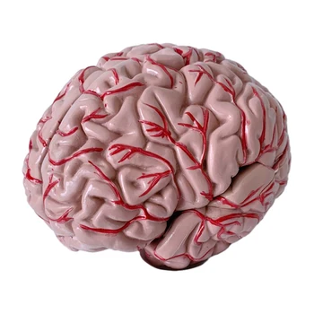 Модел на мозъка за здравно образование, 8 оригинални части за интерактивно обучение, точно