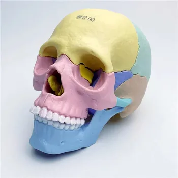 Медицински подвижни няколко части 1: 2 модел на черепа, цвят на човешкото тяло, играчка-череп в събирането на