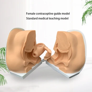 Инструкции за инсталиране на женското контрацептивного устройство Модел на Матката, на яйчниците, на репродуктивните органи, Анатомическая модел учебни помагала